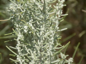 Artemisia filifolia o estafiate