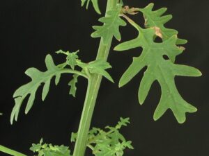 Chenopodium graveolens o epazote de zorrillo