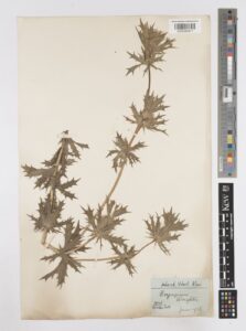 Eryngium heterophyllum o hierba del sapo