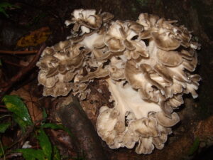 hongo maitake o grifola frondosa